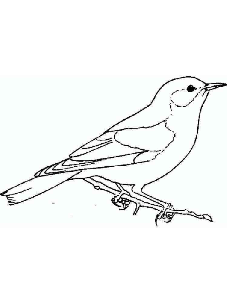 cute bluebird coloring pages printable jpg