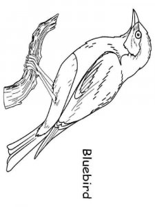 cute bluebird coloring pages printable jpg