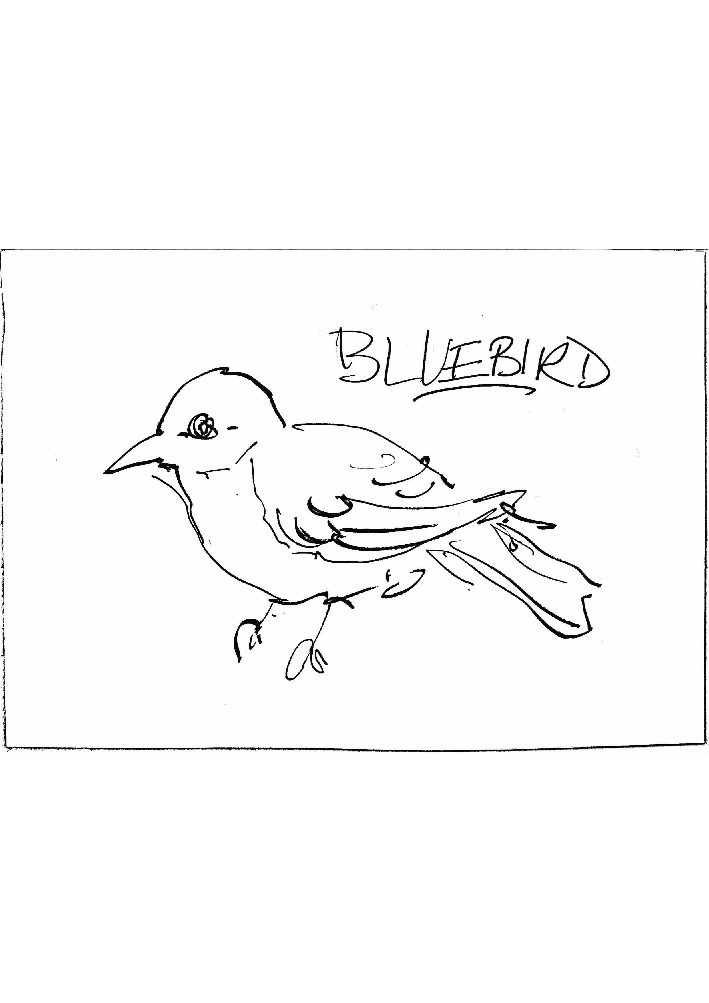 37 Cute Bluebird Coloring Pages Printable 35