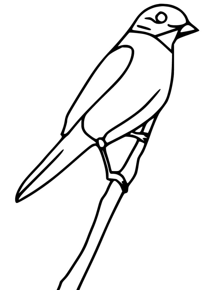 cute bluebird coloring pages printable jpg