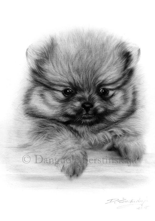 37 Cute Pomeranian Coloring Pages Printable 16