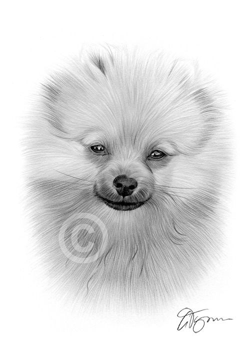 37 Cute Pomeranian Coloring Pages Printable 17