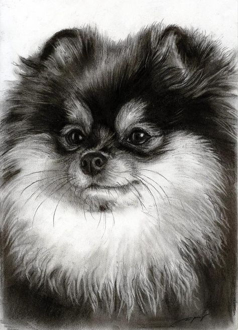 37 Cute Pomeranian Coloring Pages Printable 20