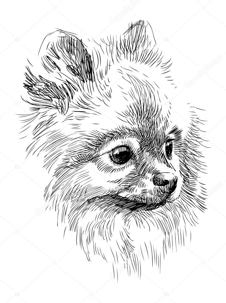 cute pomeranian coloring pages printable jpg