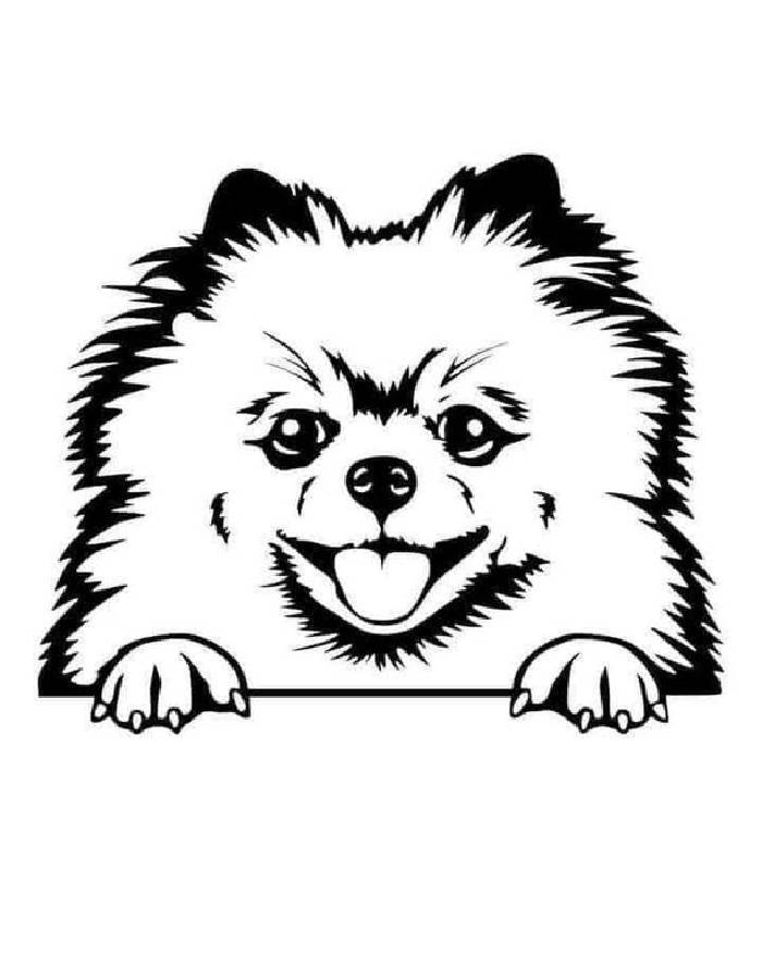 37 Cute Pomeranian Coloring Pages Printable 26