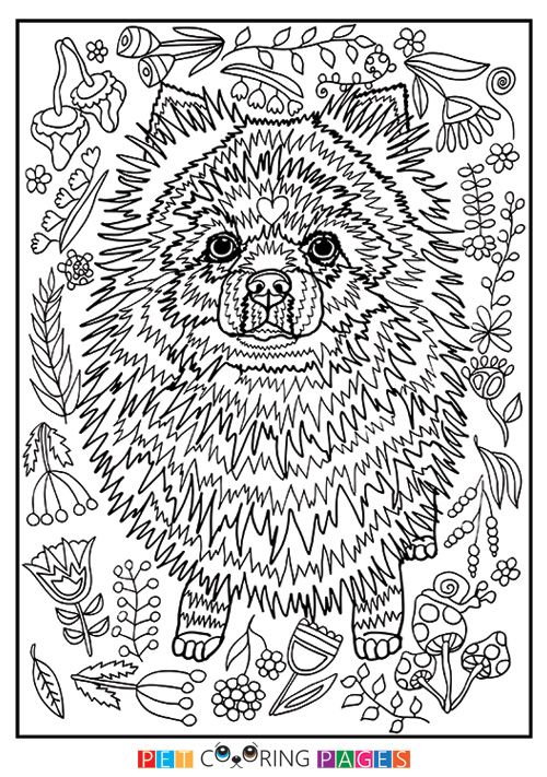 cute pomeranian coloring pages printable jpg