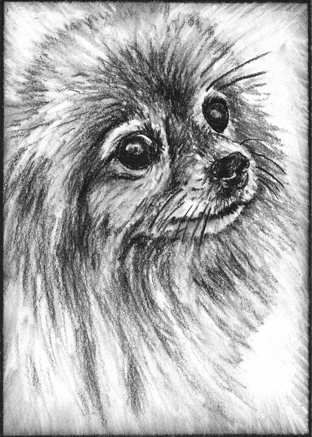 37 Cute Pomeranian Coloring Pages Printable 8