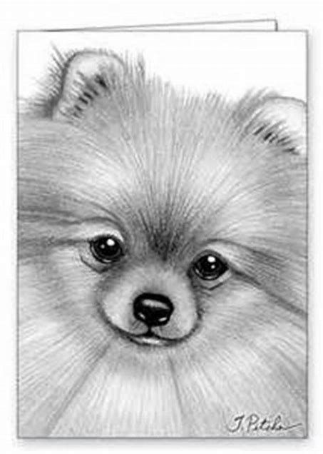 37 Cute Pomeranian Coloring Pages Printable 9