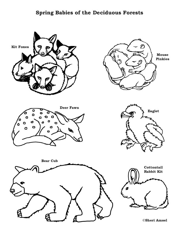 37 Whimsical Forest Animal Coloring Pages Printable 32