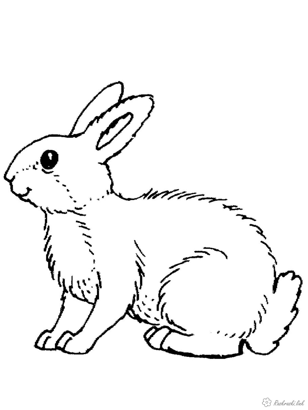 whimsical forest animal coloring pages printable jpg