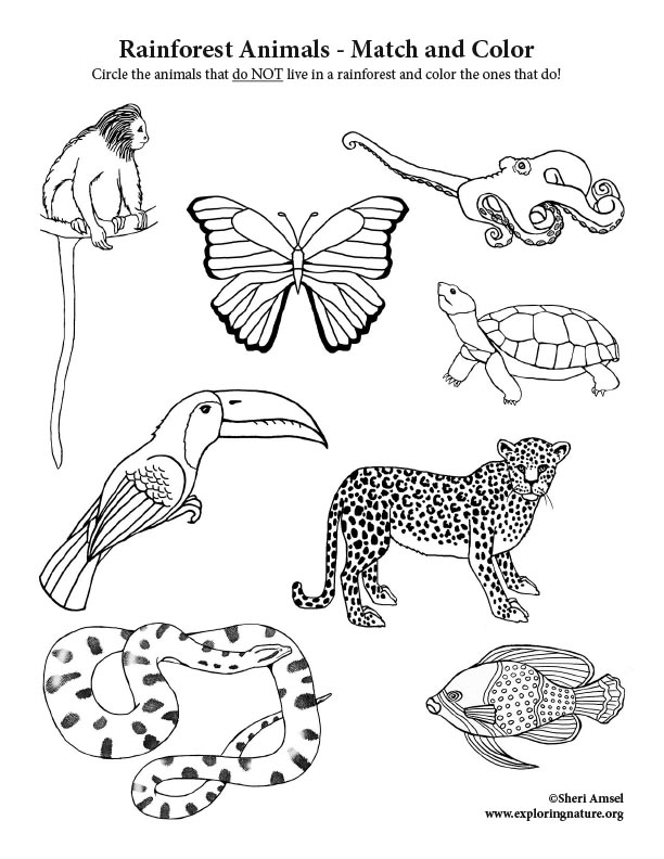 37 Whimsical Forest Animal Coloring Pages Printable 8