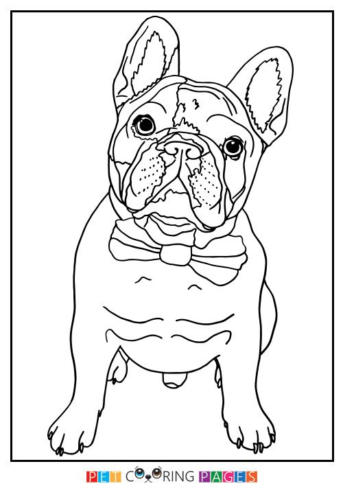 90 French Bulldog Coloring Pages Printable 1