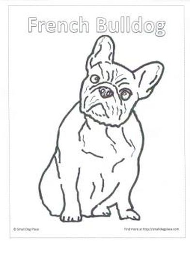 90 French Bulldog Coloring Pages Printable 10