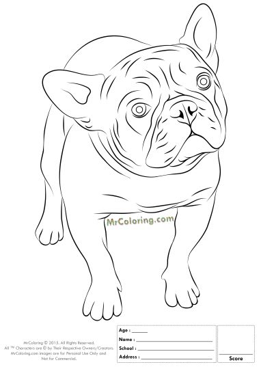 90 French Bulldog Coloring Pages Printable 13