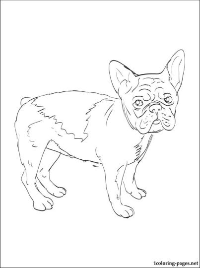 french bulldog coloring pages printable jpg