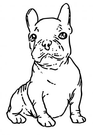 french bulldog coloring pages printable jpg