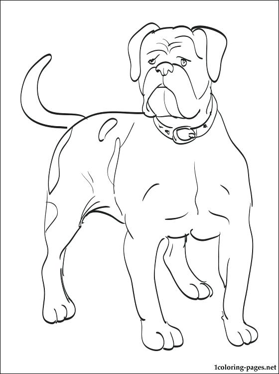 french bulldog coloring pages printable jpg