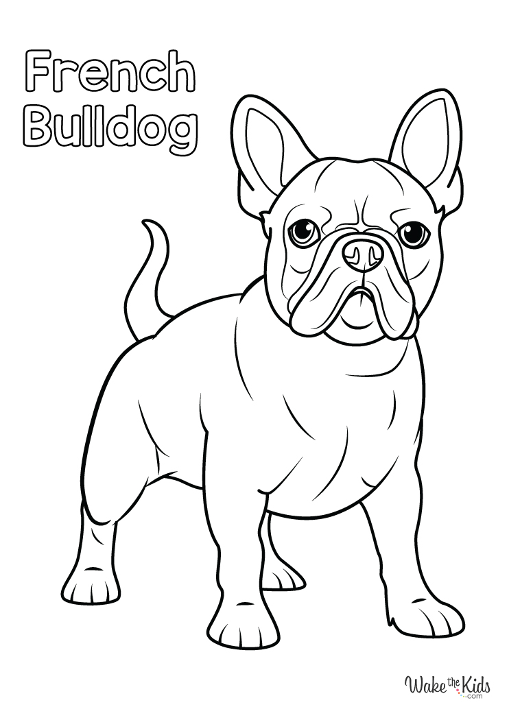 90 French Bulldog Coloring Pages Printable 71