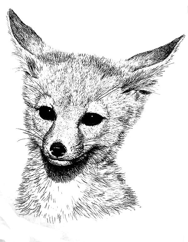 37 Fox Cute Coloring Pages Printable 35