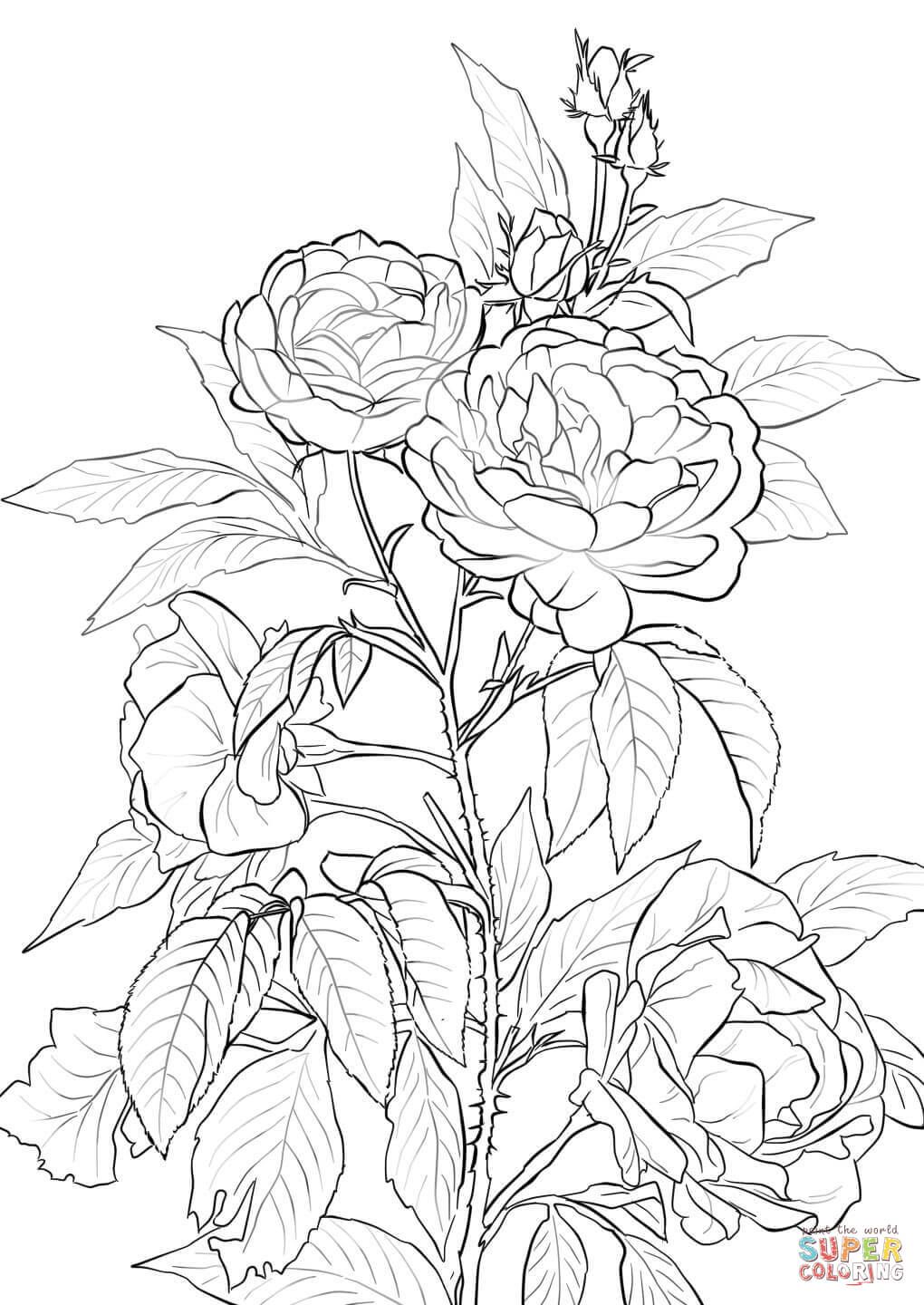 84+ Charming Detailed Rose Coloring Pages Printable