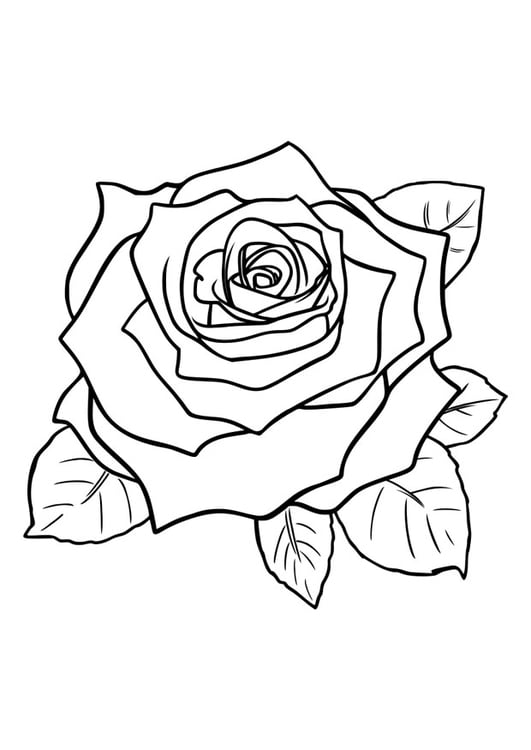 119+ Colorful Detailed Rose Coloring Pages Printable