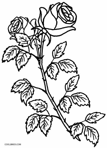 coloring pages roses jpg jpg