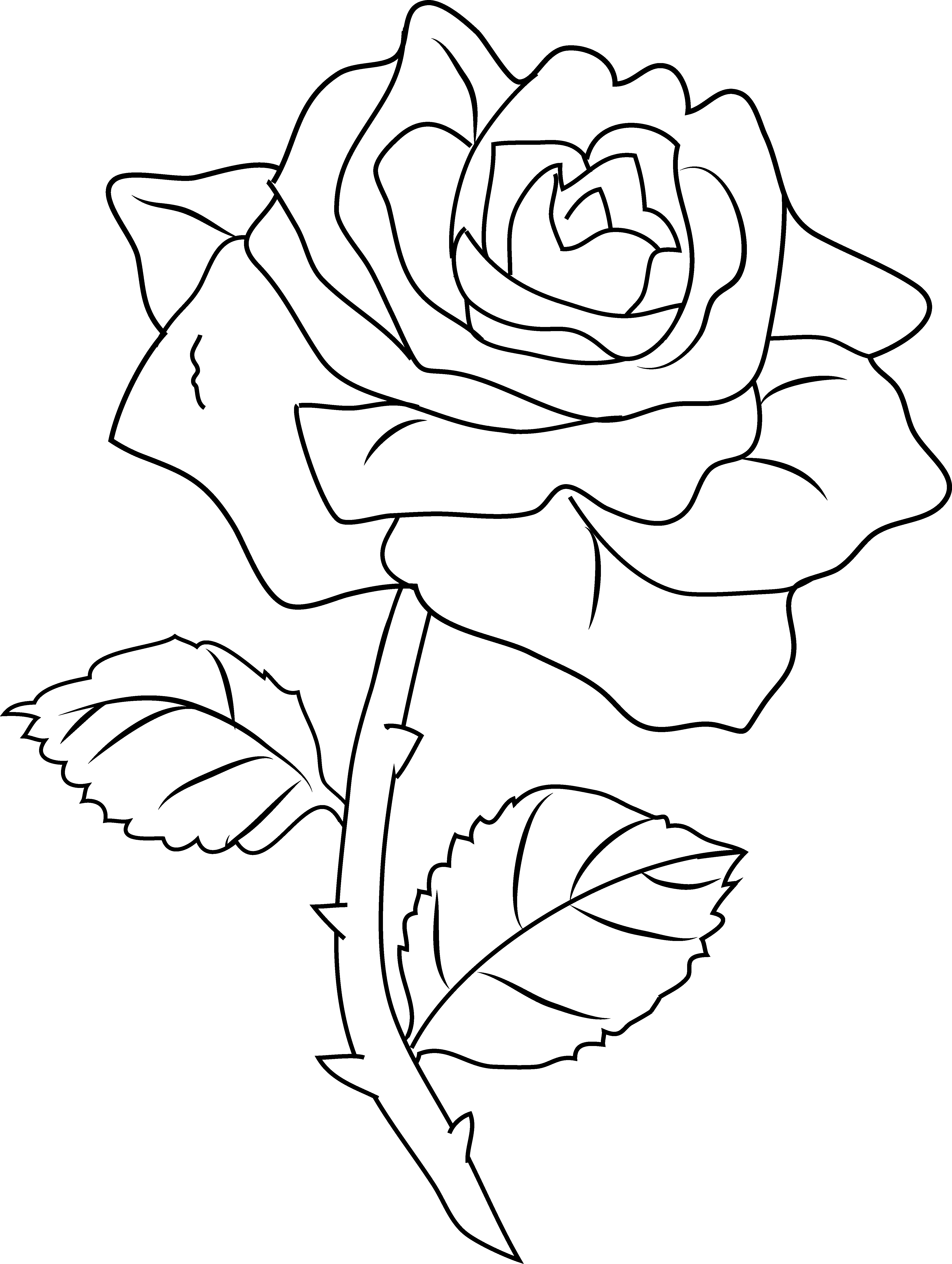 coloring roses png jpg