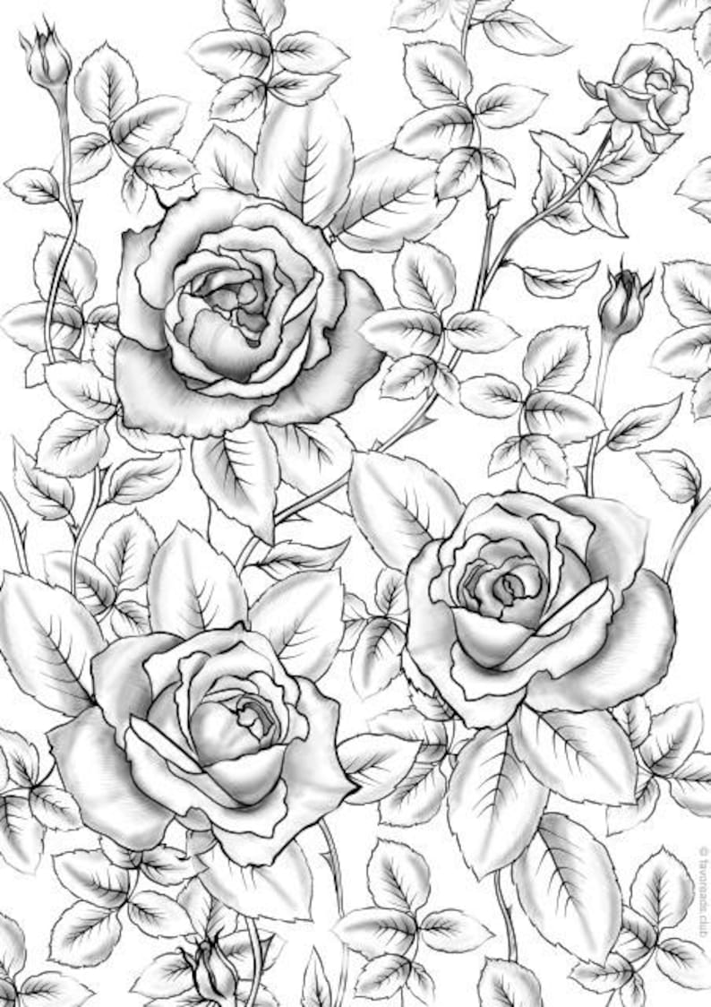 134+ Playful Detailed Rose Coloring Pages Printable