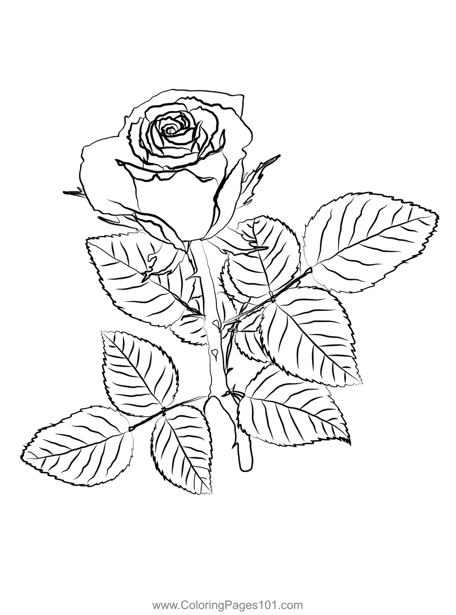 38+ Dazzling Detailed Rose Coloring Pages Printable