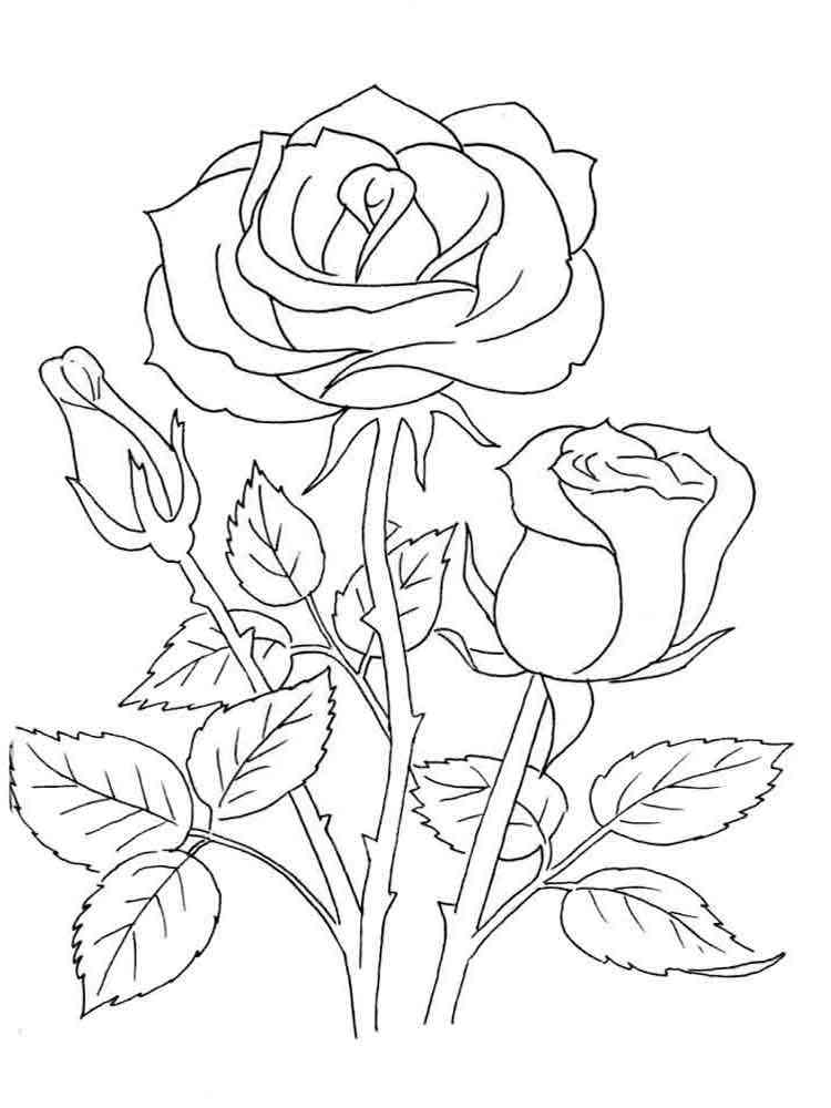 rose flower coloring pages jpg jpg