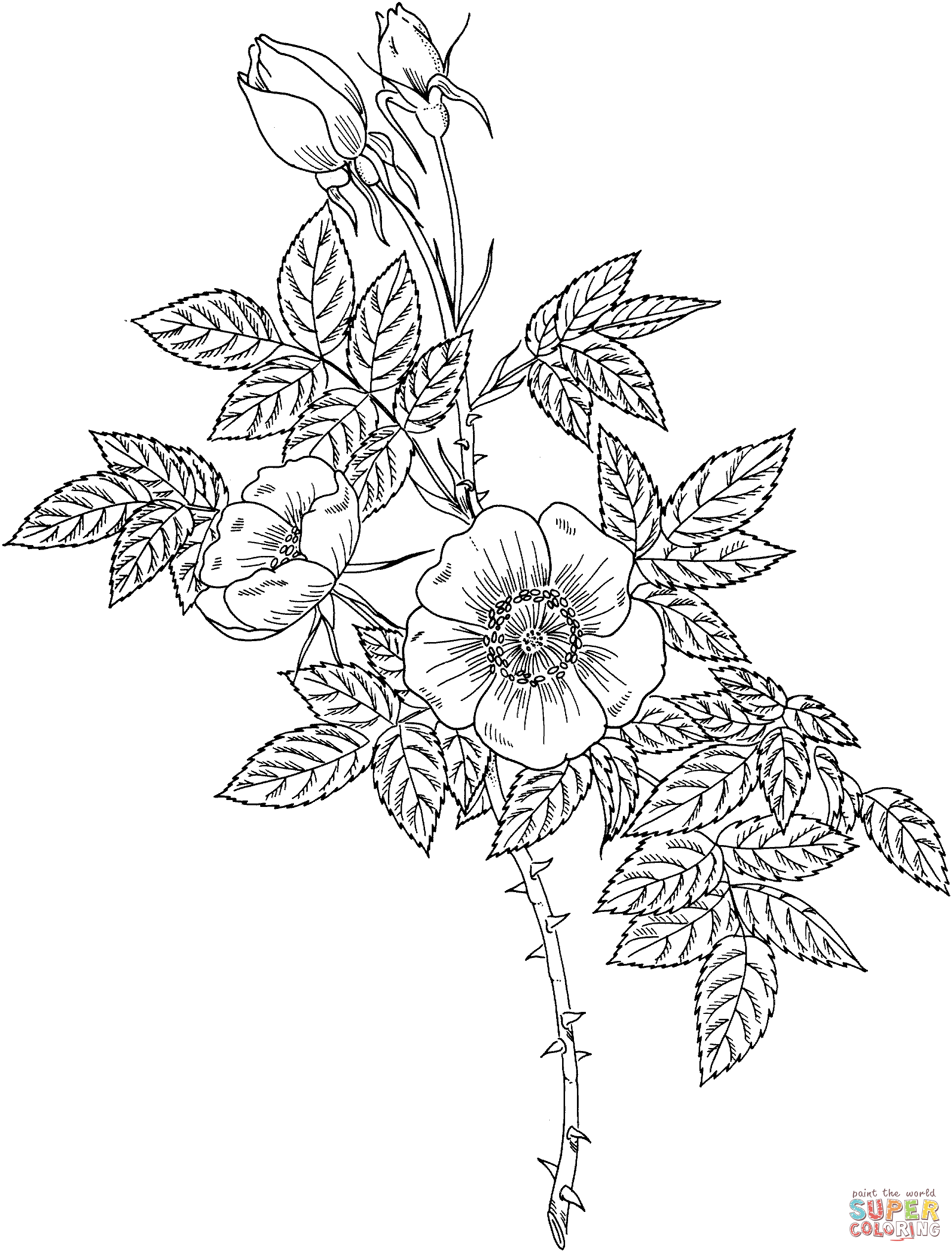 104+ Beautiful Detailed Rose Coloring Pages Printable