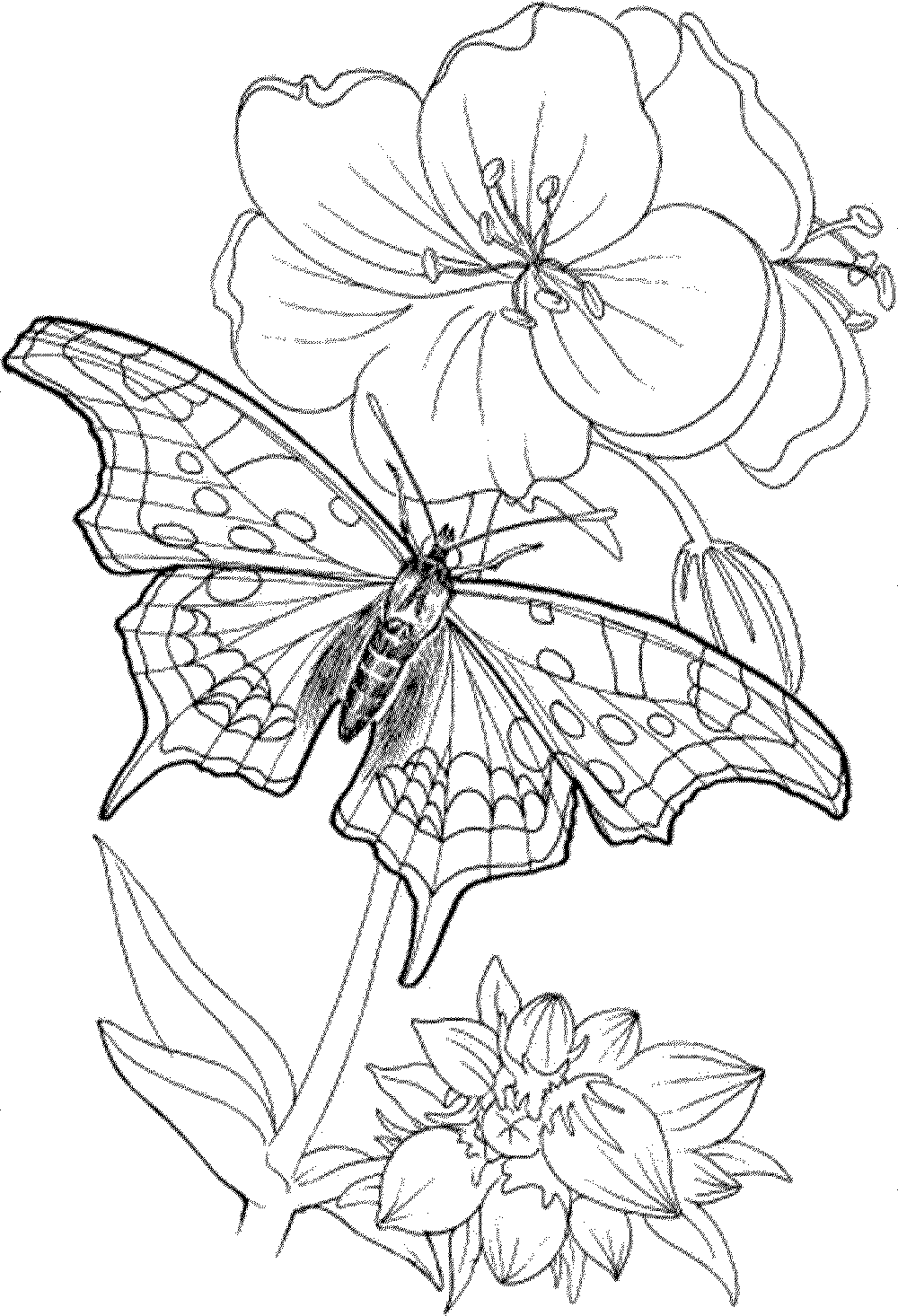 32+ Funtastic Free Advanced Adult Coloring Pages Detailed