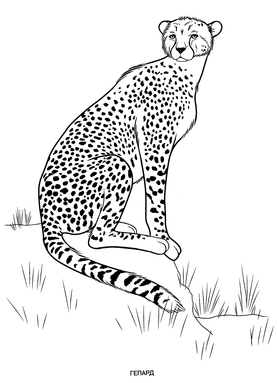 50+ Easy Detailed Coloring Pages of Animals Easy